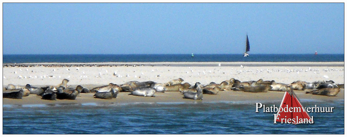 Robben auf einer Sandbank